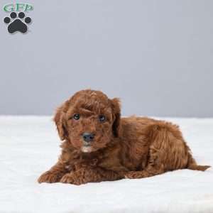 Cash, Miniature Poodle Puppy